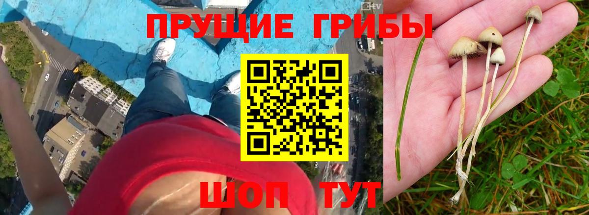 Галлюциногенные грибы GOLDEN TEACHER Ленинск-Кузнецкий
